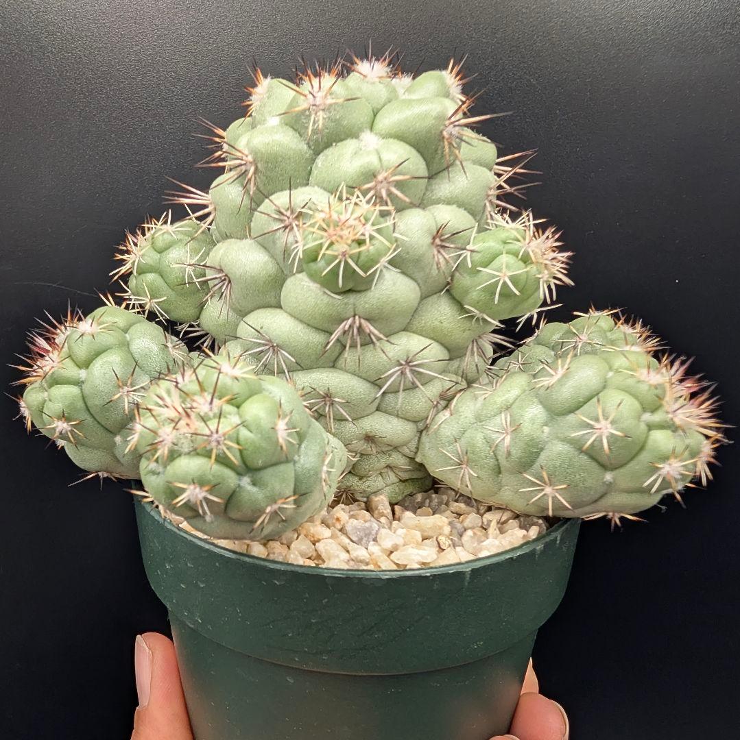 M*X様 オルテゴカクタス マクドガリー 国内実生 鉢植え メルカリ便送料込み