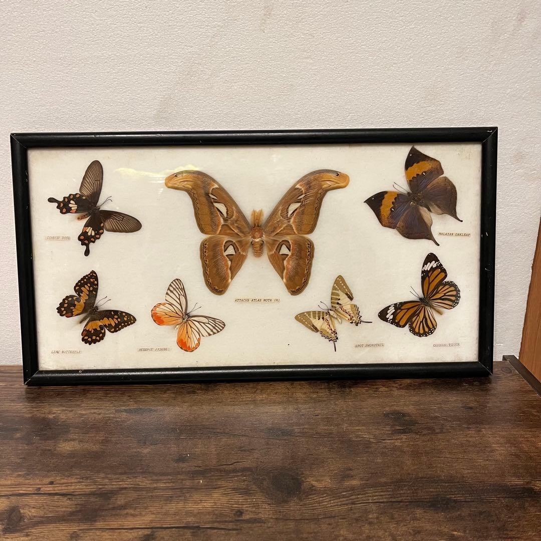 大型 昆虫標本 フレーム アトラス蛾 蝶標本 額装