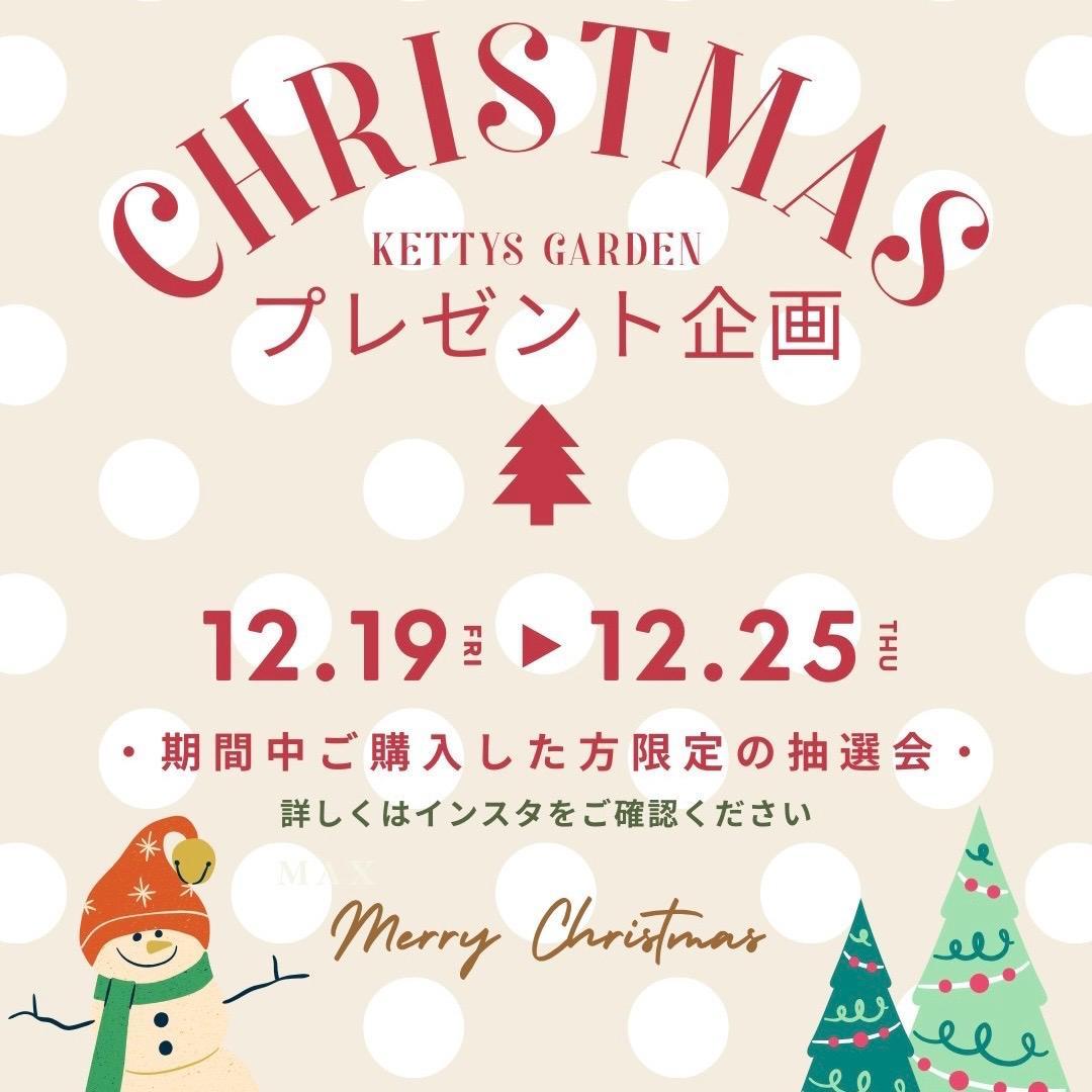 P. willinckii ’Jenny’ TC　4004