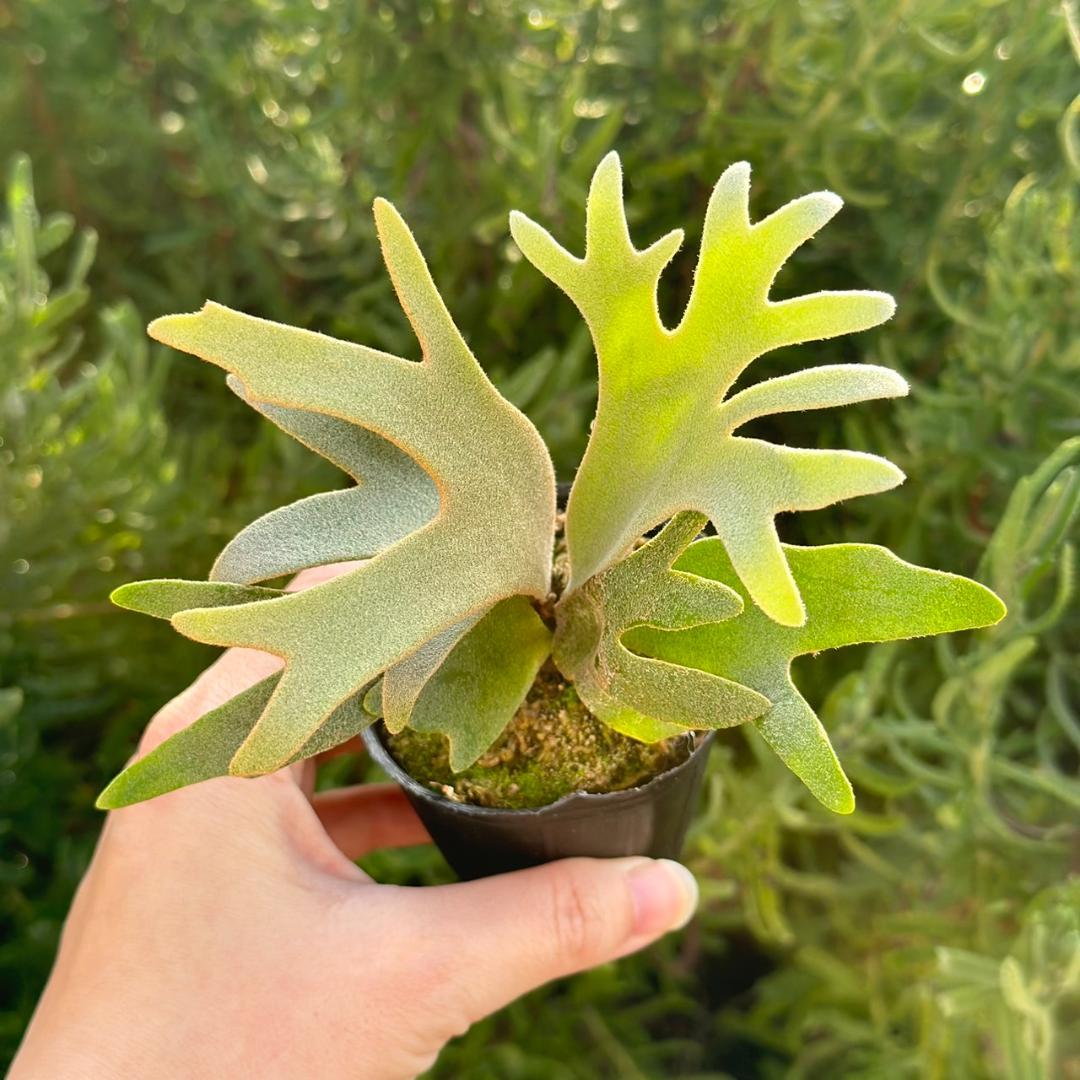 P. willinckii ’Jenny’ TC　4004