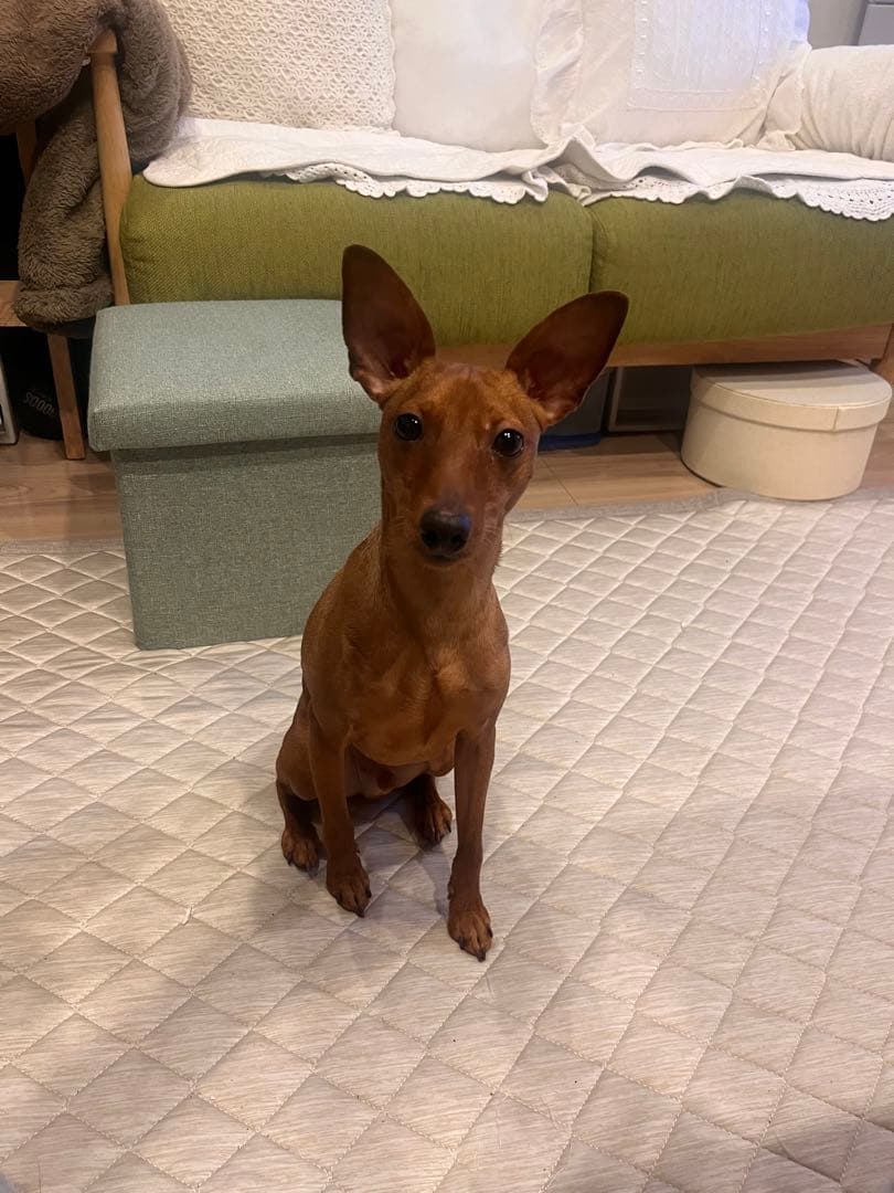 フェルト　ミニチュアピンシャー  Leo クプラウ専様用