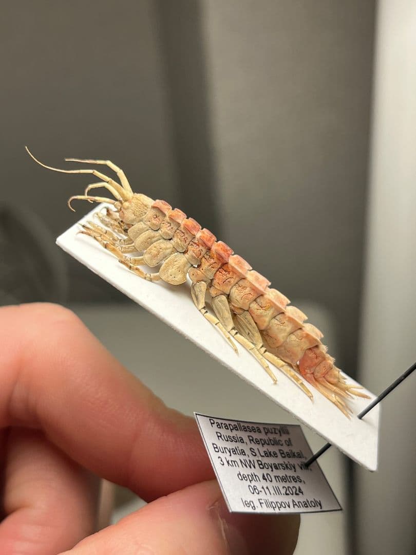 バイカルヨコエビ バイカル湖 標本 ムカデヤスデミリピードセンチピードサソリ