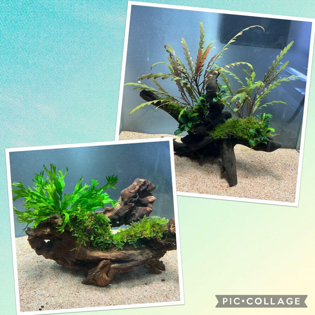 【速達】良型！ジャワモス活着キリンミニ20cmと南米モスミクロ17cm