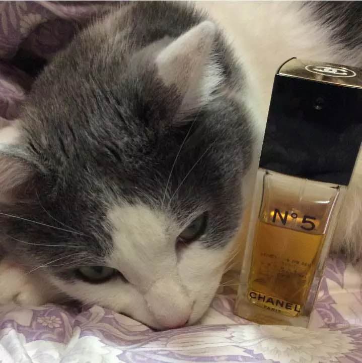 【お取置き品】シャネル №５オードゥ トワレット 50ml