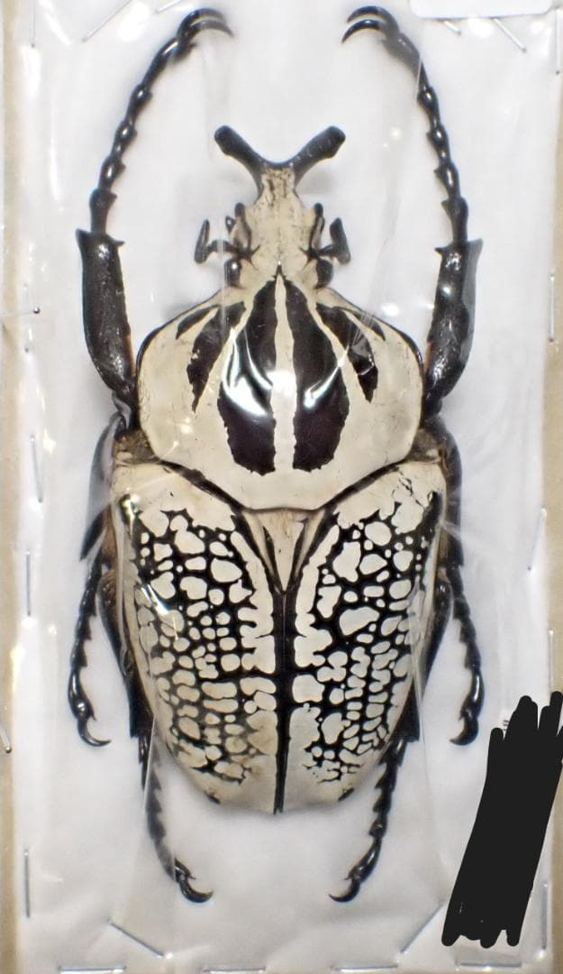 シラフゴライアス　標本