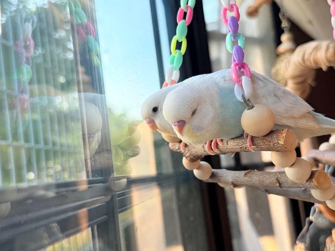 インコのおもちゃ 作品紹介