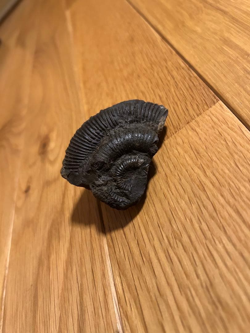 ディディモセラス　化石　アンモナイト　淡路島