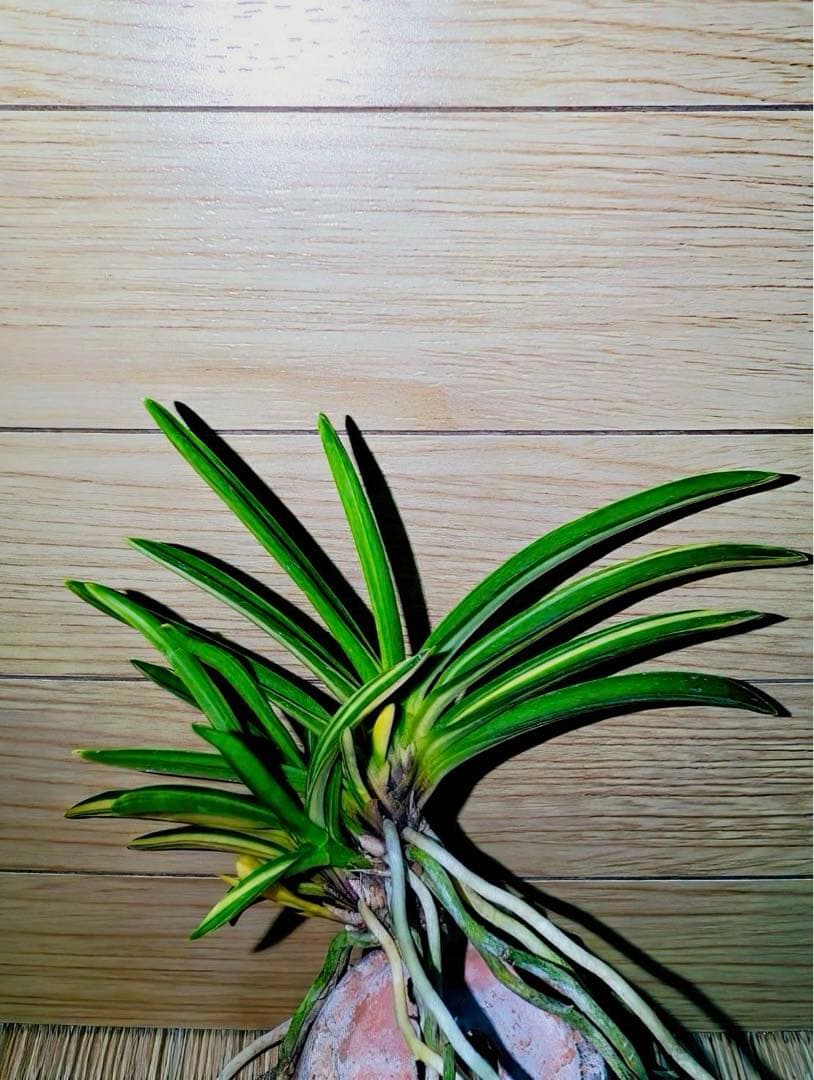 富貴蘭「紫織」（赤花の白黄縞種極上柄株立ち）