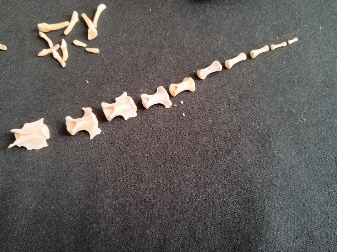 お買い得　DIY組み立て用　種名ニホンジカ　♀　３６Kg　頭骨～尾椎