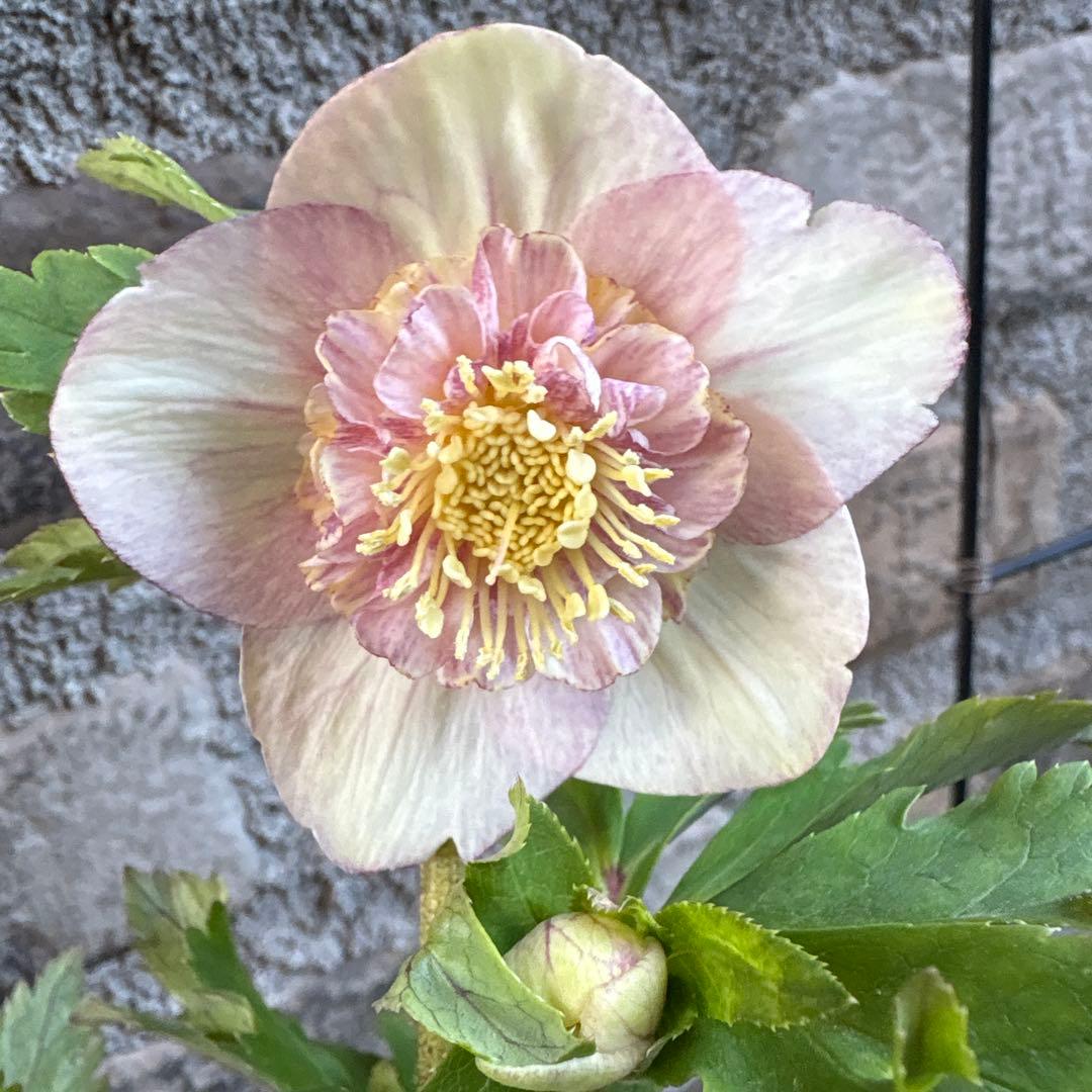 せ*ん様 クリスマスローズ・プリマヴェーラ