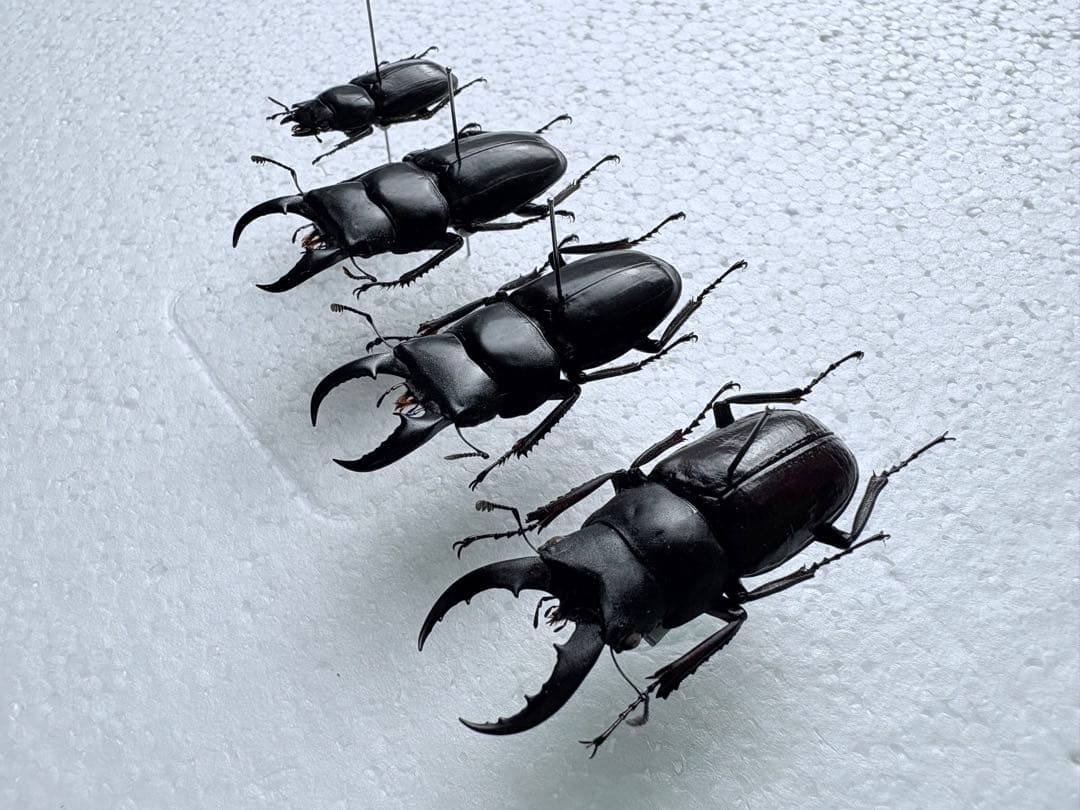 久米島　クメジマノコギリクワガタ　【標本】規制前野外品