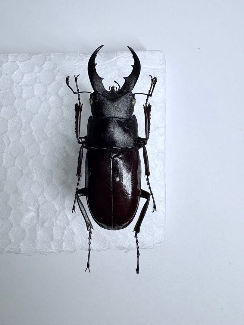 久米島　クメジマノコギリクワガタ　【標本】規制前野外品