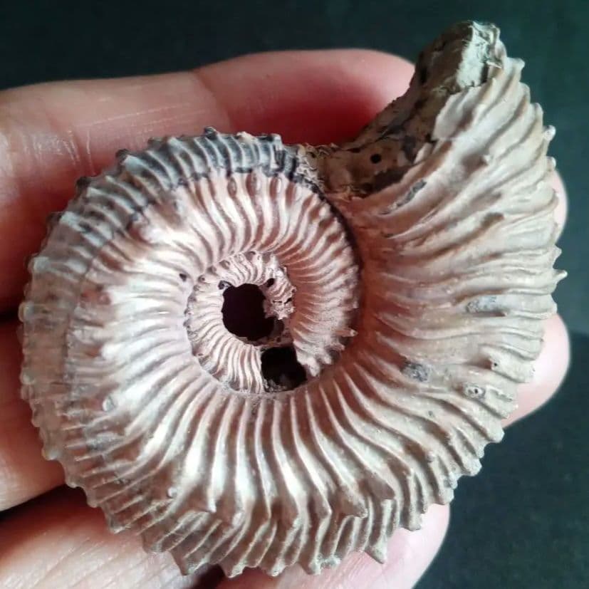 化石　パイライト　アンモナイト　棘々沢山　装飾豪華　殻付き標本　ロシア産