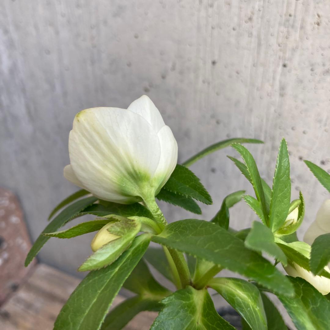 おまとめ2点　meroron＊mama様