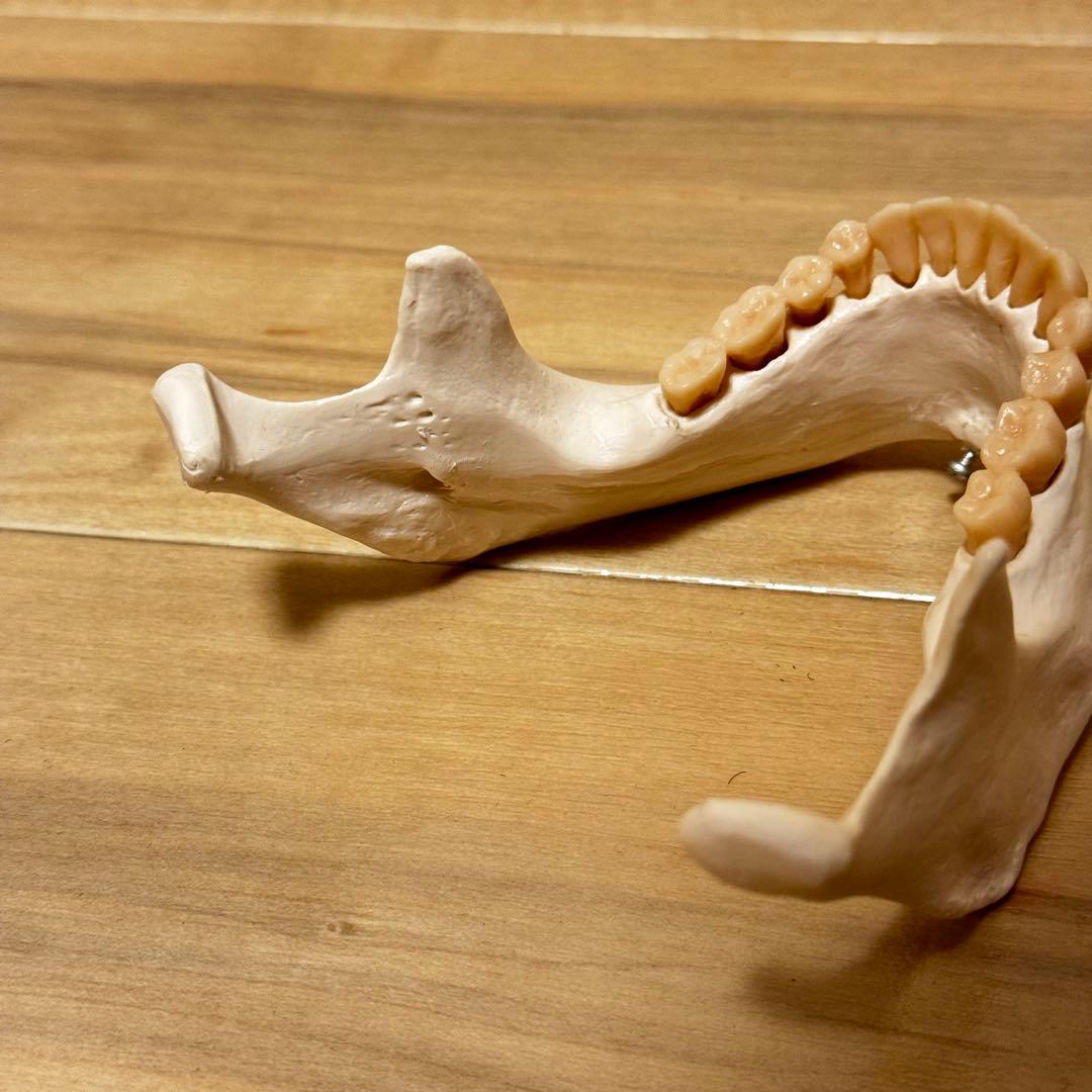 3B Scientific GmbH 頭蓋骨 模型 医学 骨標本