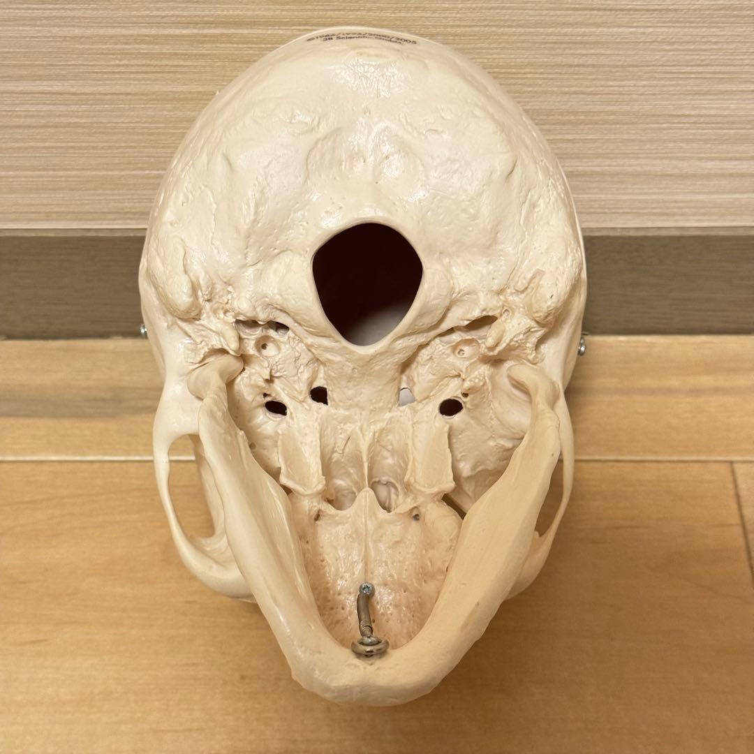3B Scientific GmbH 頭蓋骨 模型 医学 骨標本