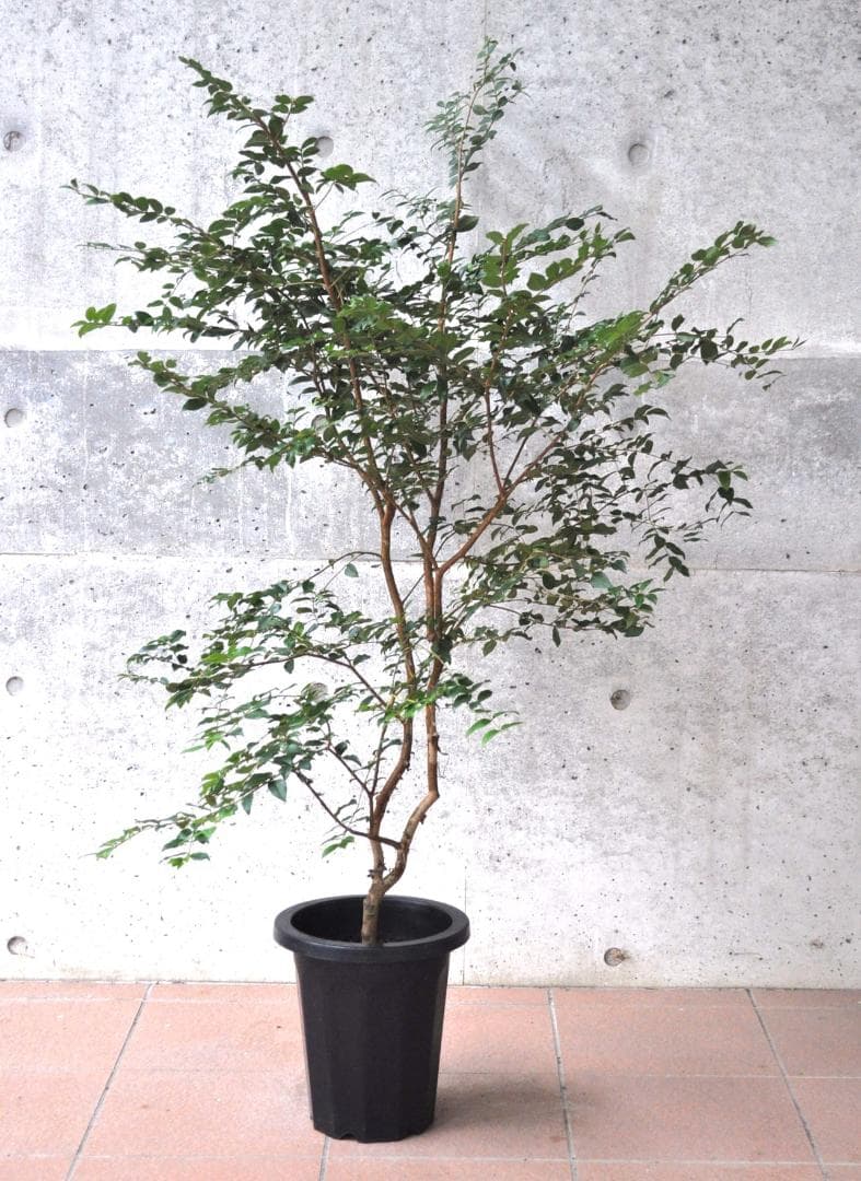 ジャボチカバ 小葉 8号140cm