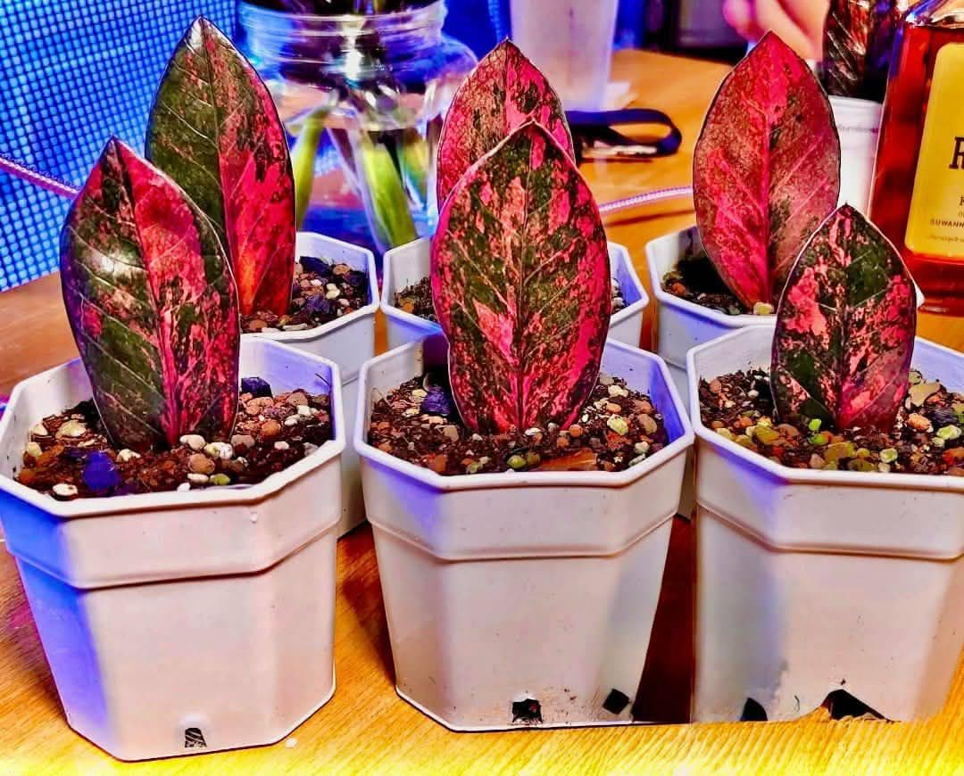 [himi] ZZ plant 希少株 1鉢