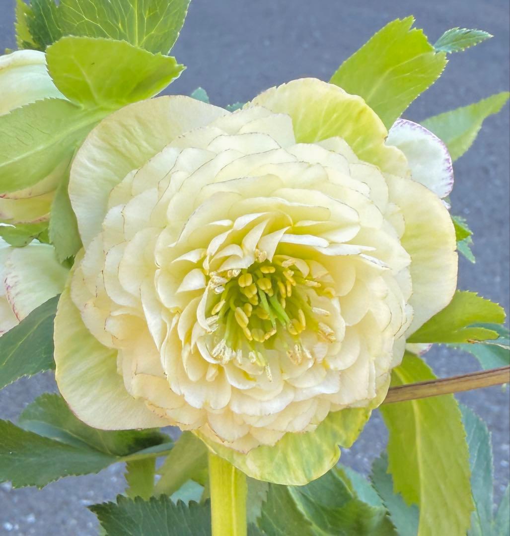 ★専用　ジャスミン様ゴージャス！大株アフロディーテ　多弁★クリスマスローズ開花株