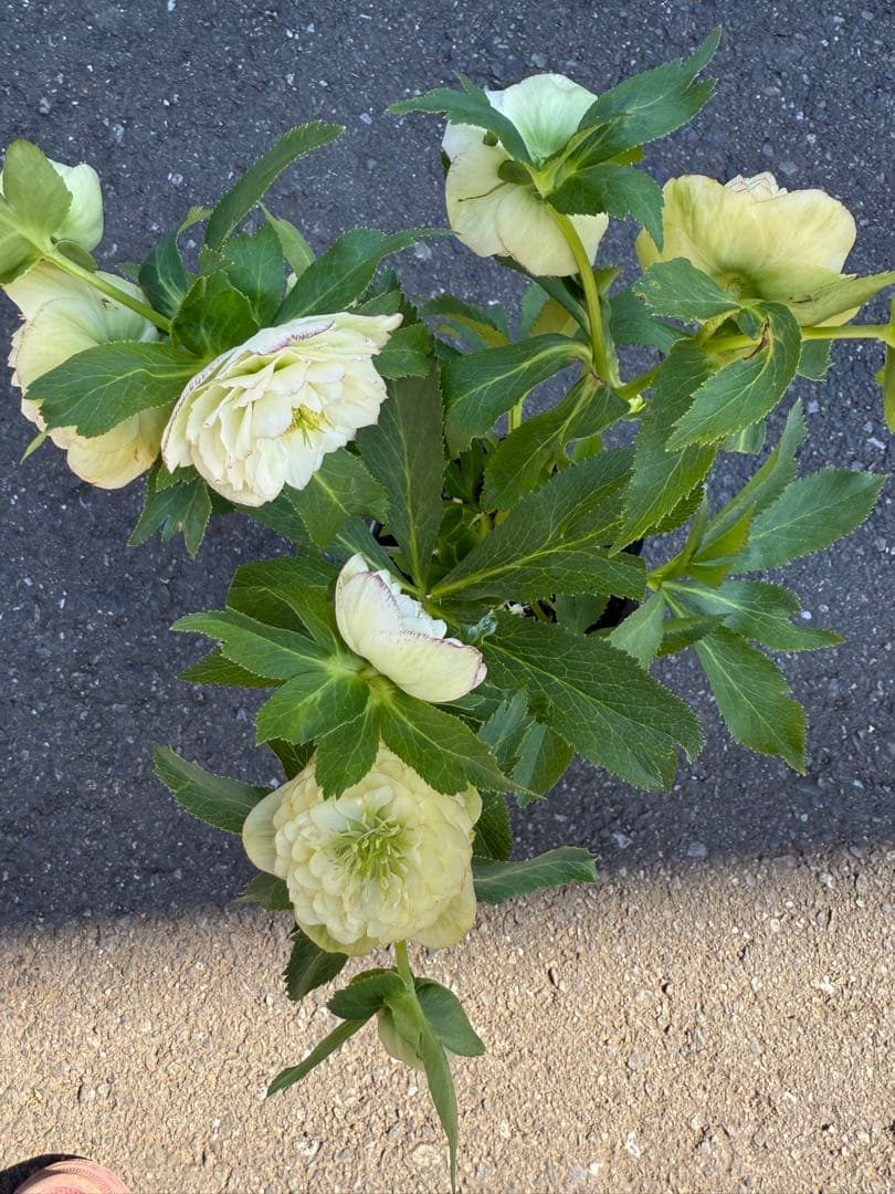 ★専用　ジャスミン様ゴージャス！大株アフロディーテ　多弁★クリスマスローズ開花株