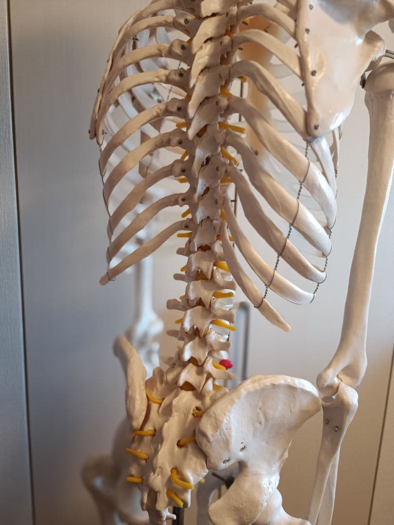 170cm 人体模型 可動関節 等身大 骨格模型 キャスター付 神経根付