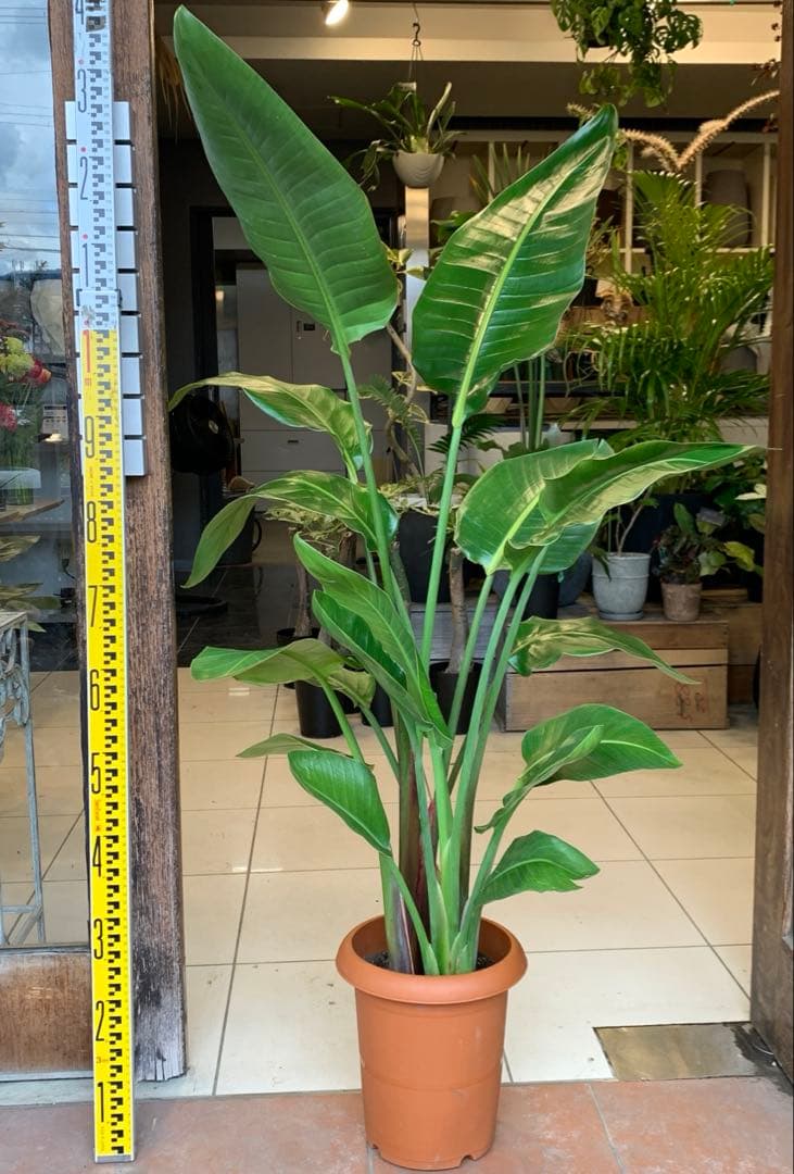 ストレリチア オーガスタ 8号