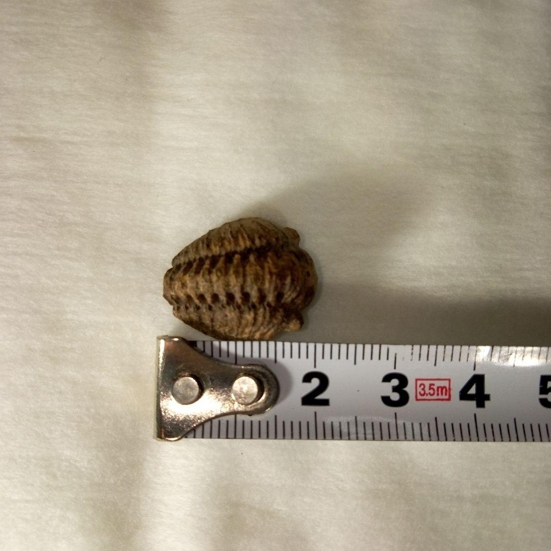 三葉虫　化石　三葉虫化石　究極のレトロ　小さい化石　fossil　化石管理番号①
