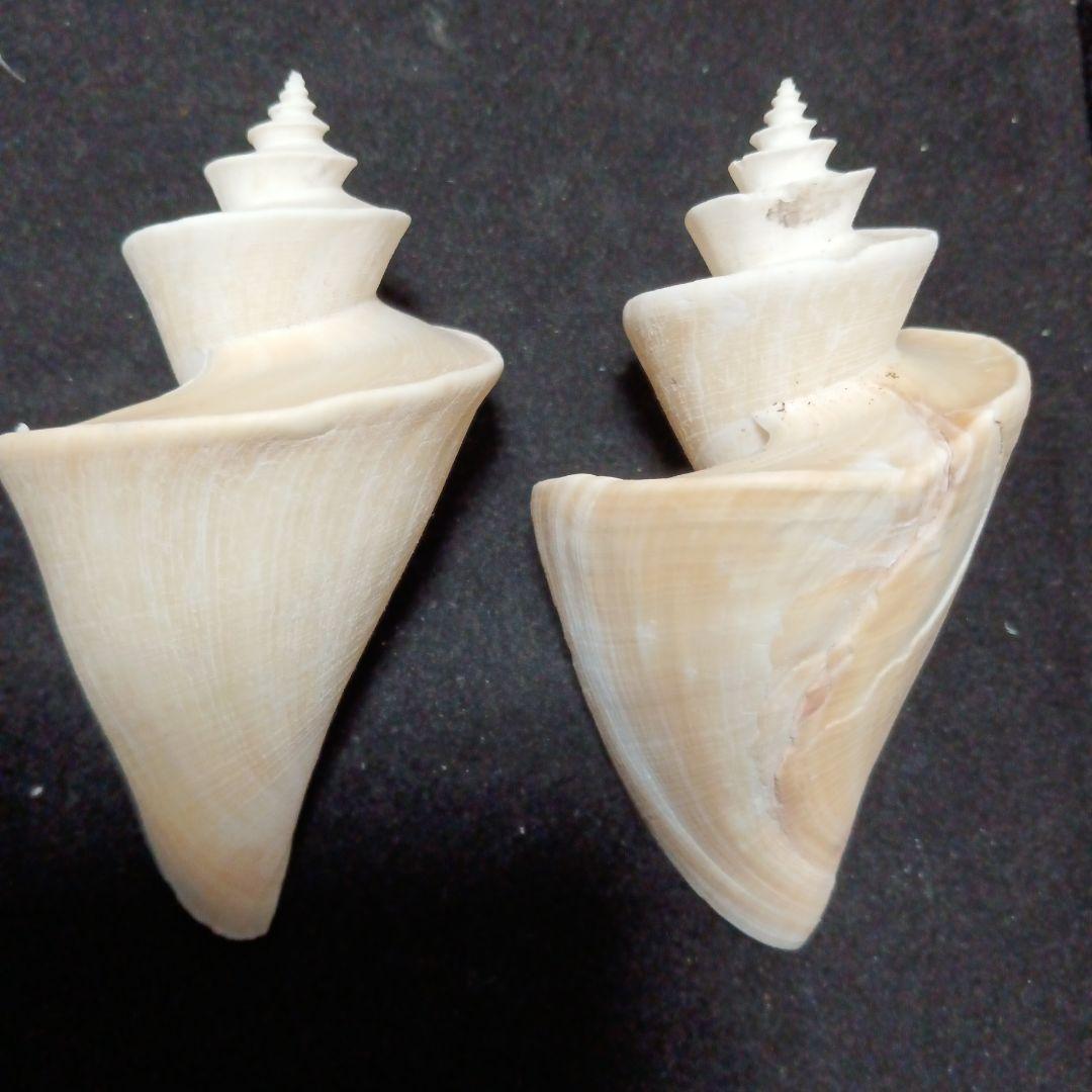 貝殻標本　チマキボラ　⑧