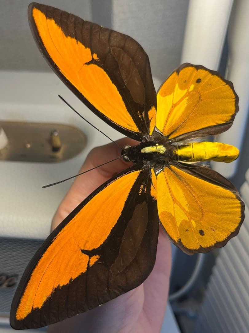 アカメガネトリバネアゲハ 外国産蝶標本 モルフォ 蝶 標本 野外採集品 蝶の標本
