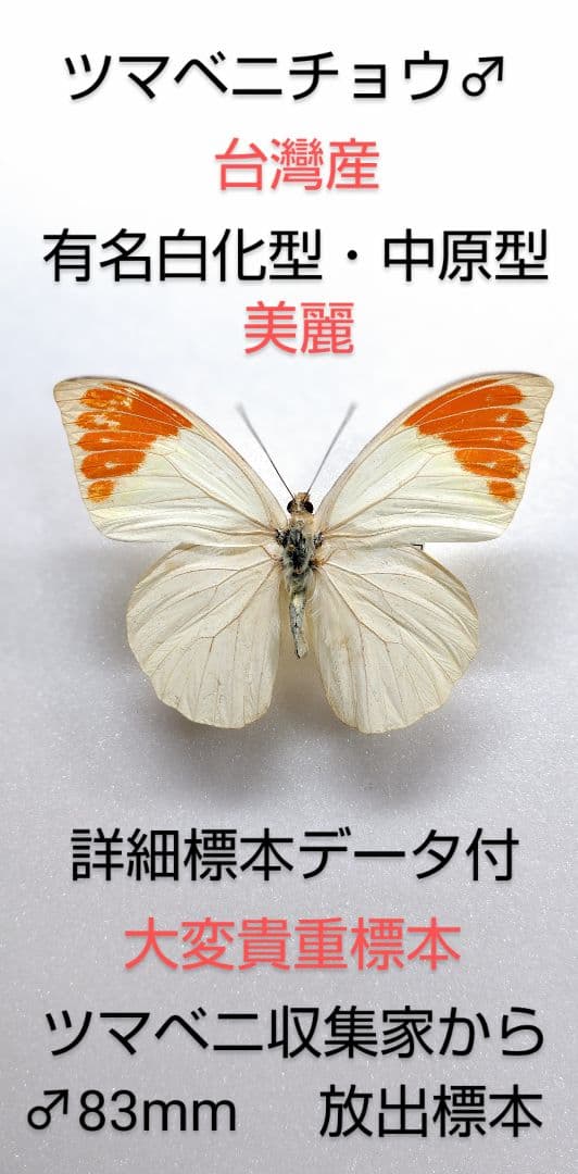 ラスト価格【異常型】ツマベニチョウ♂究極白化型・中原型標本★台灣産★入手困難