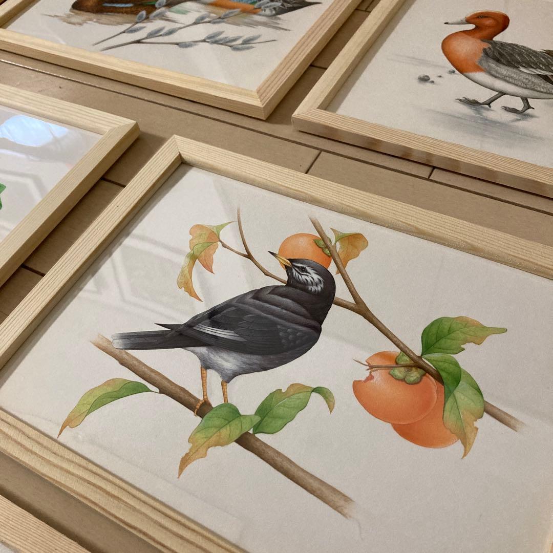 希少 野鳥 絵画 イラスト 原画 セット ウッド フレーム 新品 額装