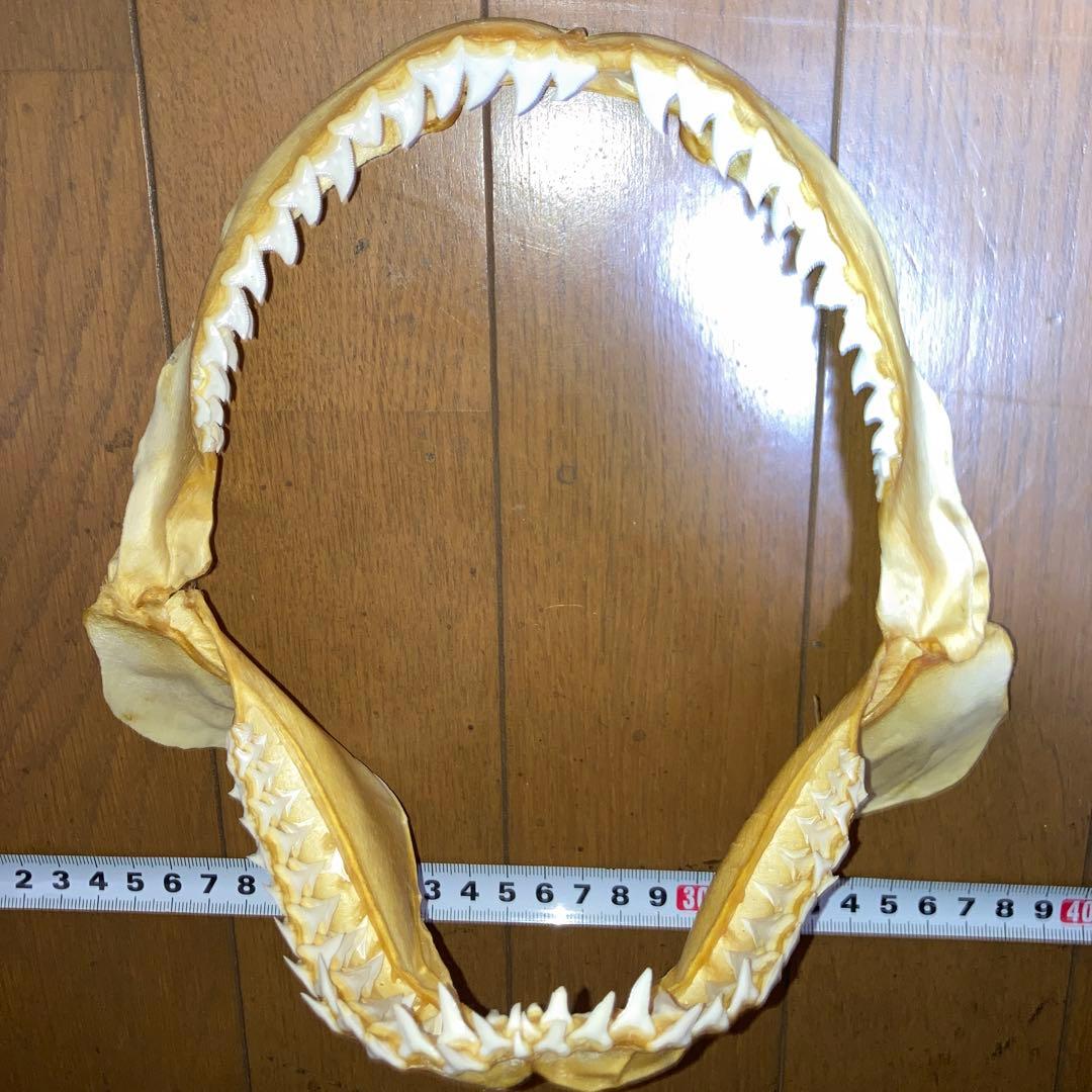アオザメ　顎骨標本