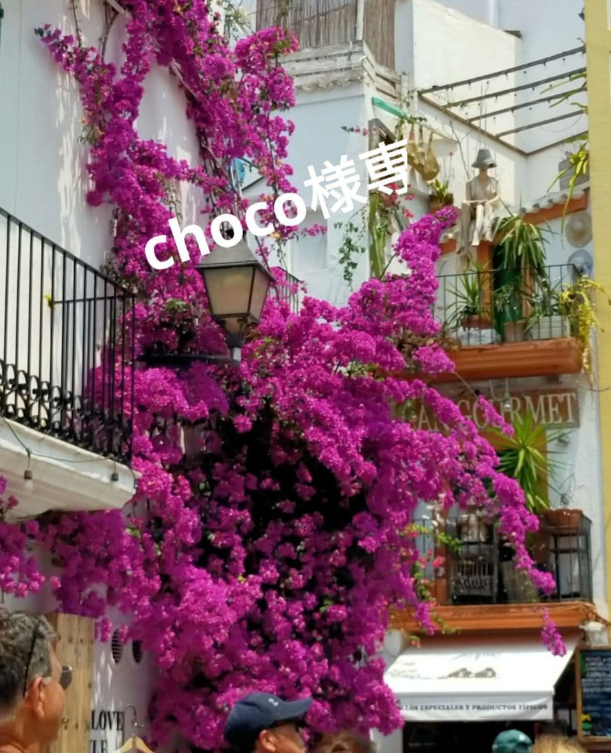 choco　セラム1箱