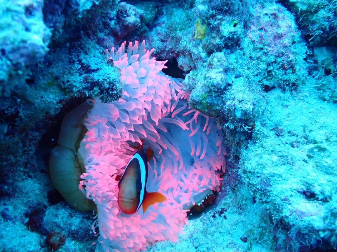 沖縄アート　アクアヒーリングアート