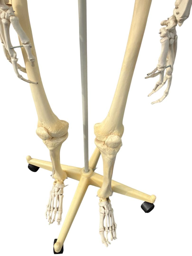3B Scientific 人体骨格模型 約170cm 全身骨格 キャスター付き