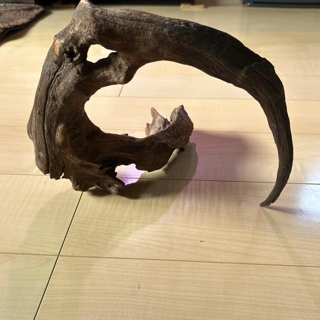 ADA ホーンウッド　L〜XL サイズ