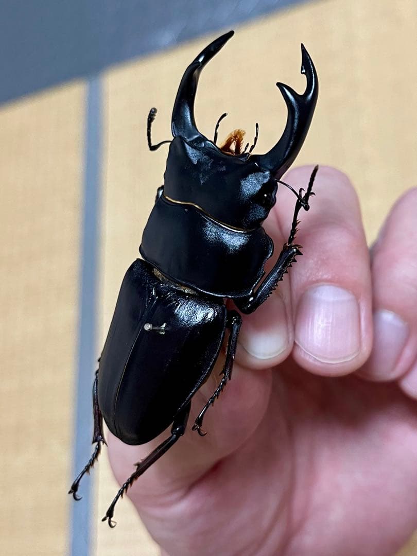 オオクワガタ特大78.6㎜　初令幼虫採集個体