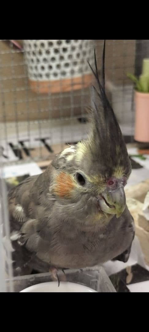 オカメインコ❤