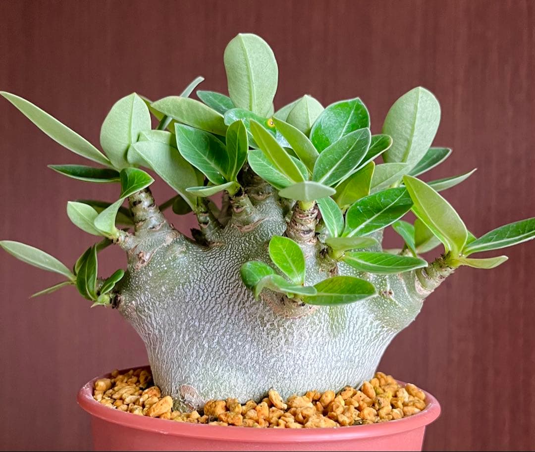 コロ助様 リクエスト 2点 まとめ商品