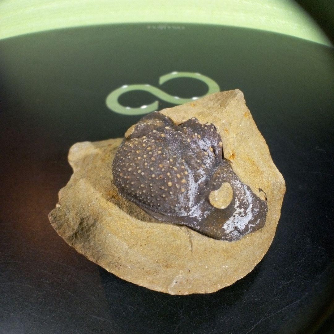 三葉虫　化石　fossil　ボリビア　trilobite　海生動物　三葉虫識別④