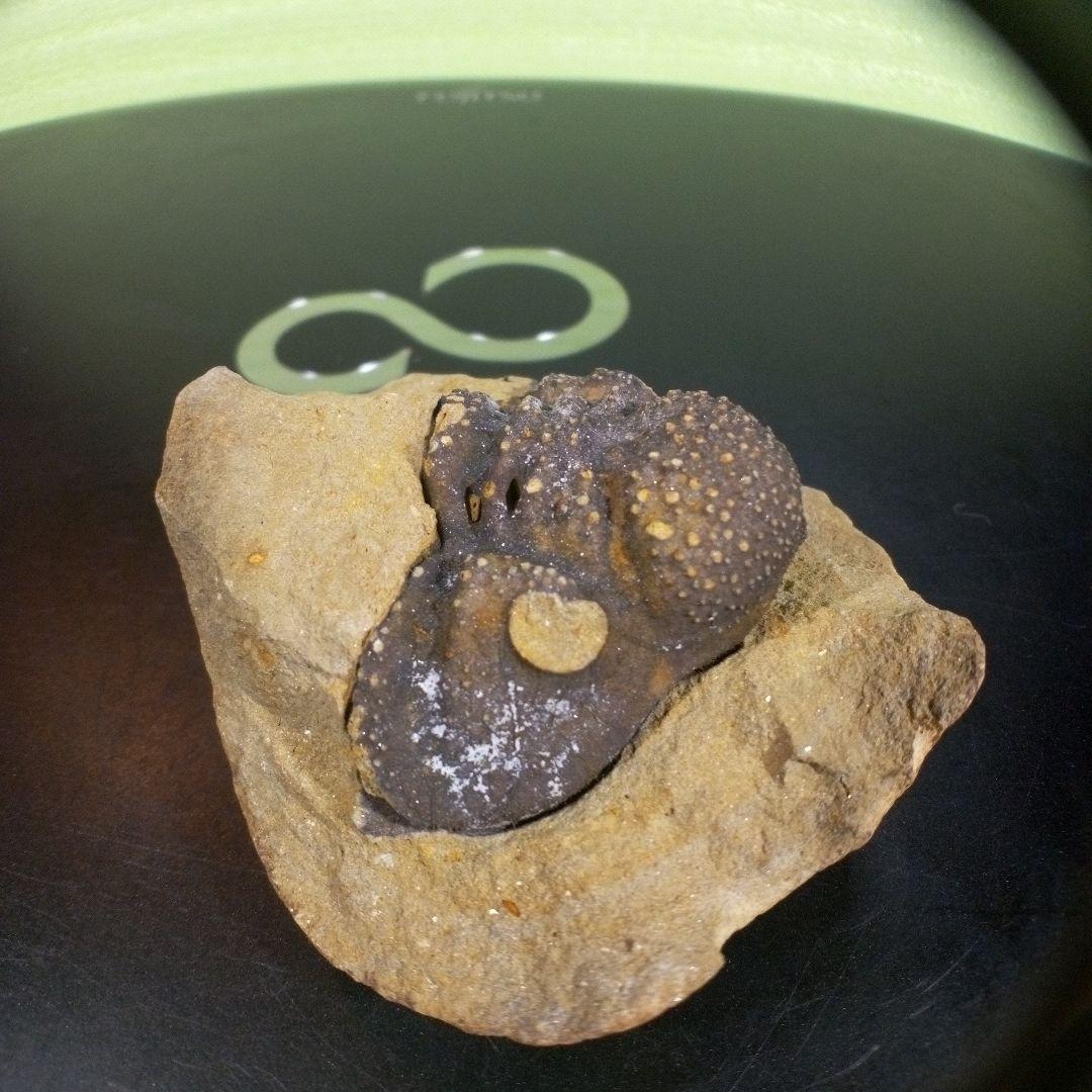 三葉虫　化石　fossil　ボリビア　trilobite　海生動物　三葉虫識別④