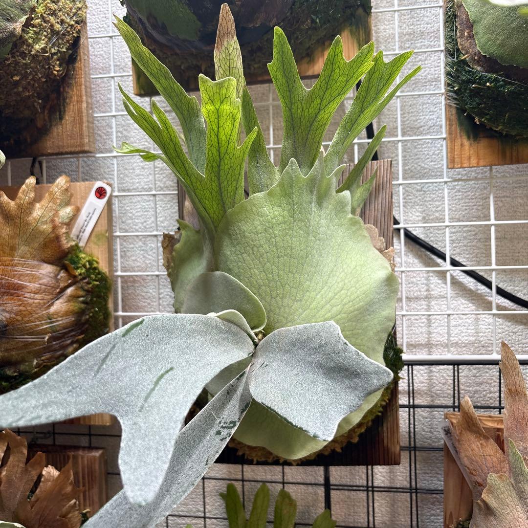 ビカクシダ P. veitchii Auburn 