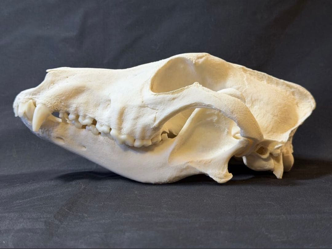 頭骨　ウルフドッグ　頭蓋骨　骨格標本　スカル