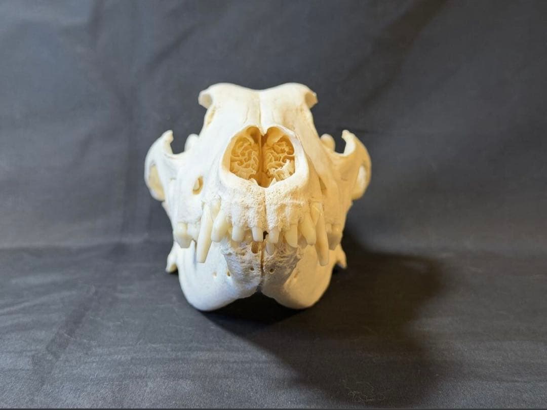 頭骨　ウルフドッグ　頭蓋骨　骨格標本　スカル