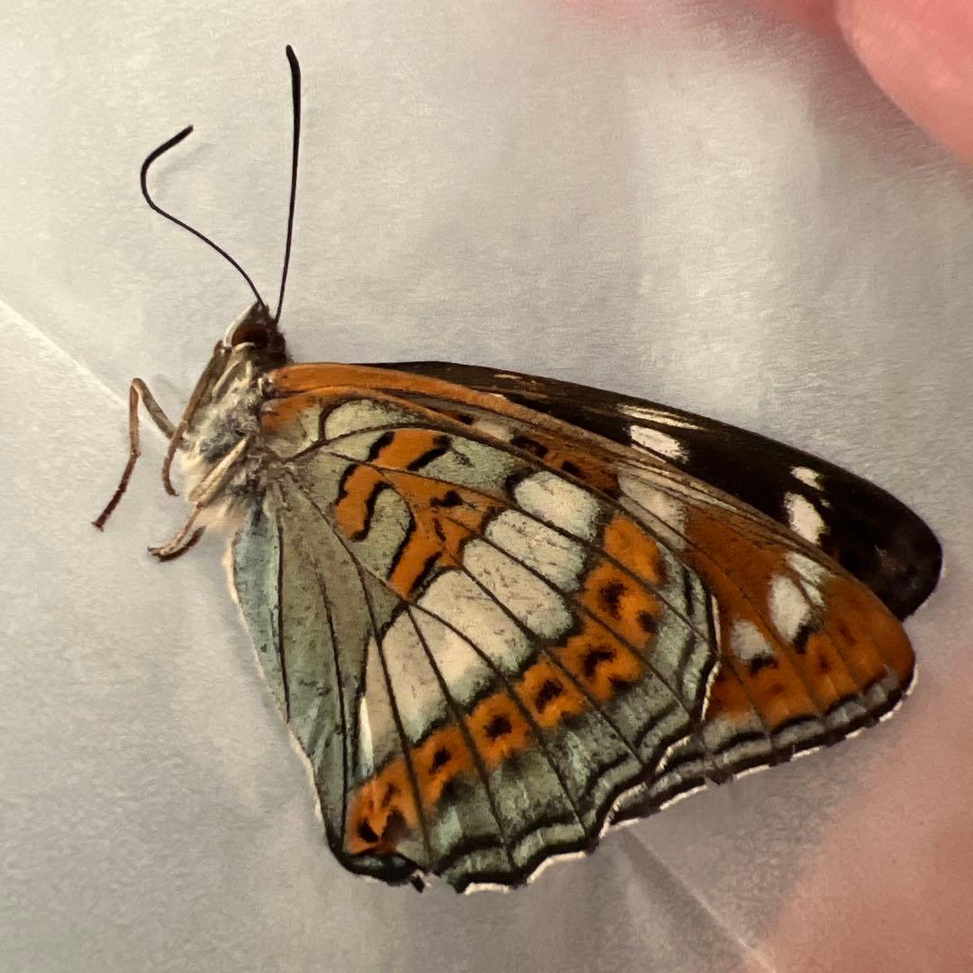 オオイチモンジチョウ　モンゴル産9頭セット