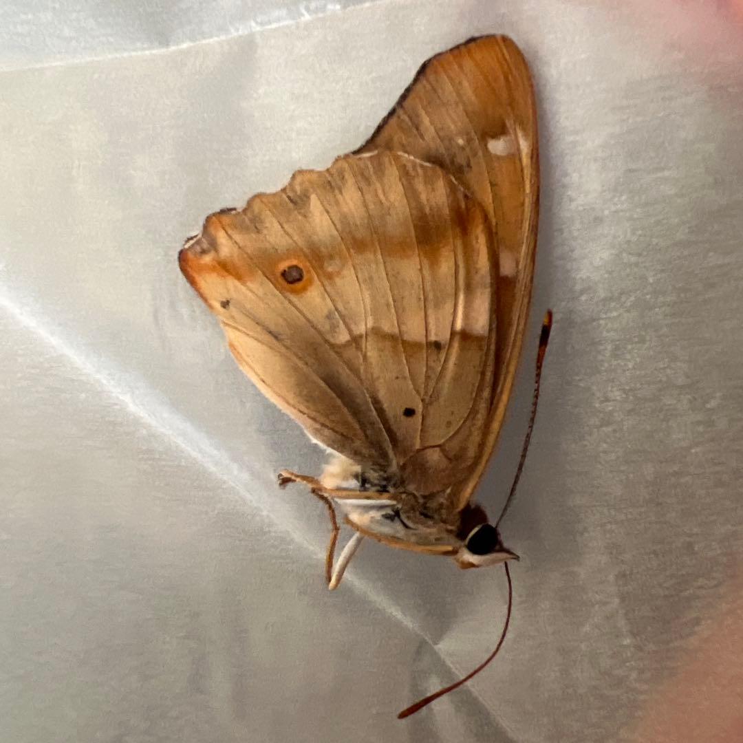 オオイチモンジチョウ　モンゴル産9頭セット