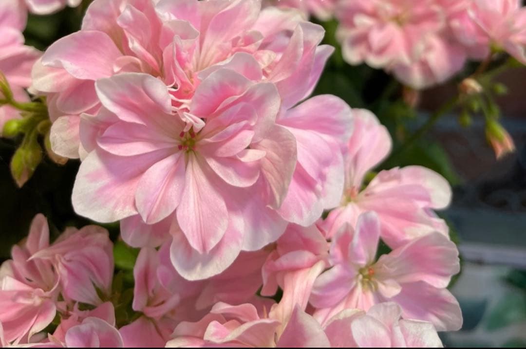 日本初ゼラニウム　希少品種ゼラニウム