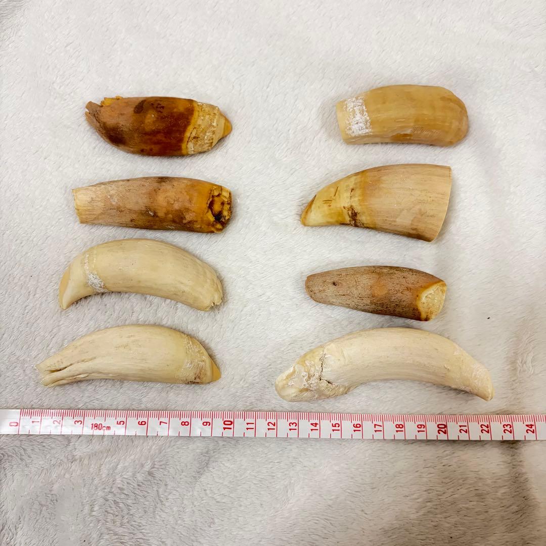 【希少】マッコウクジラ　歯　485g 8本　鯨