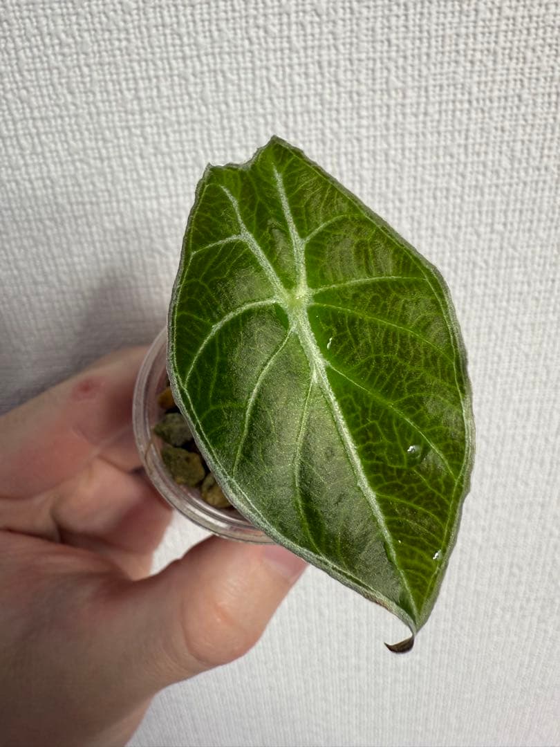 T*h様 アロカシア　ワトソニアナライトニング