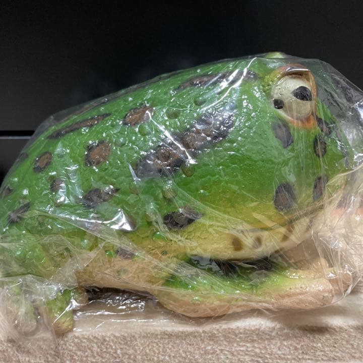 ベルツノガエル